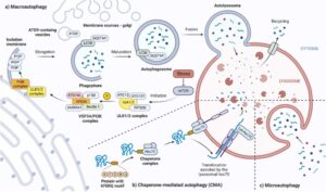 autophagy