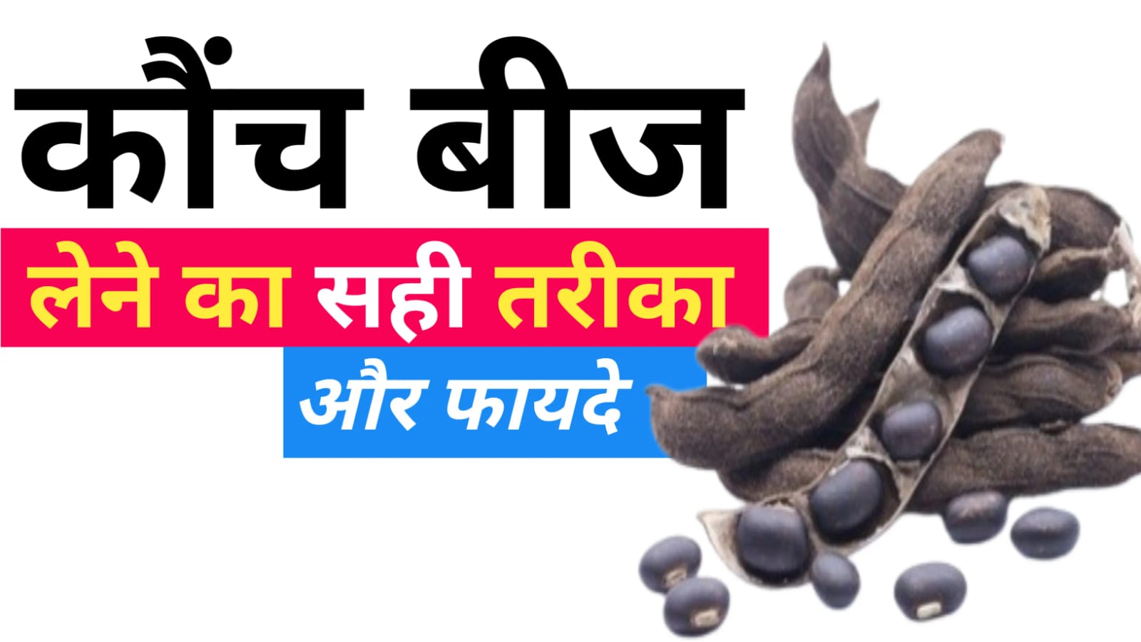 kaunch beej benefits