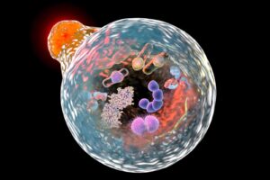 Autophagy Benefits