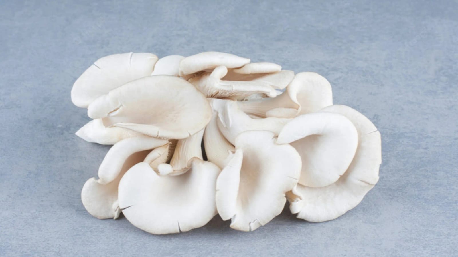 Oyster Mushroom