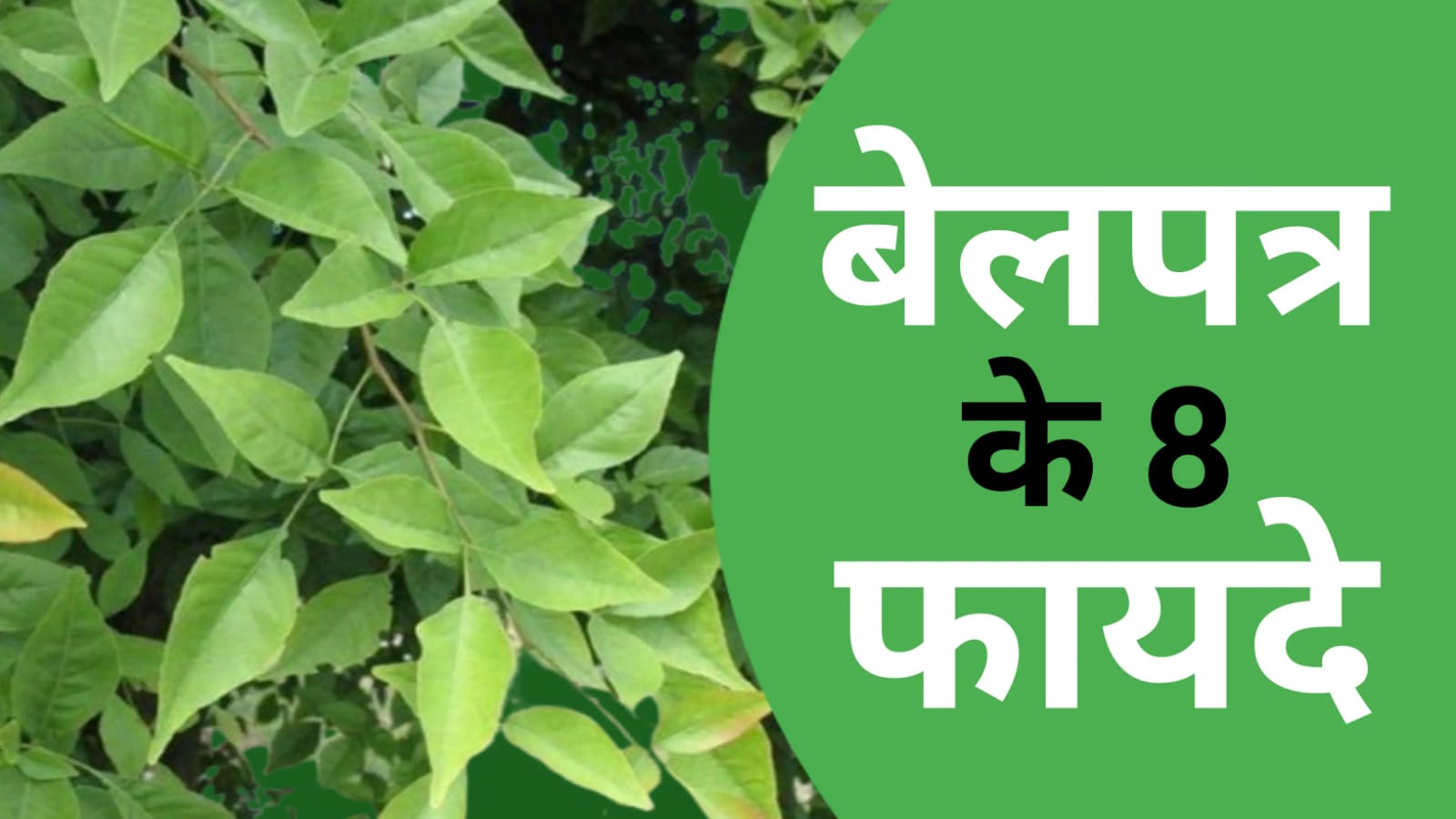 Bael leaves benefits