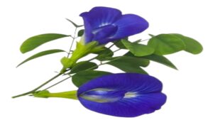 Aparajita Flower Benefits