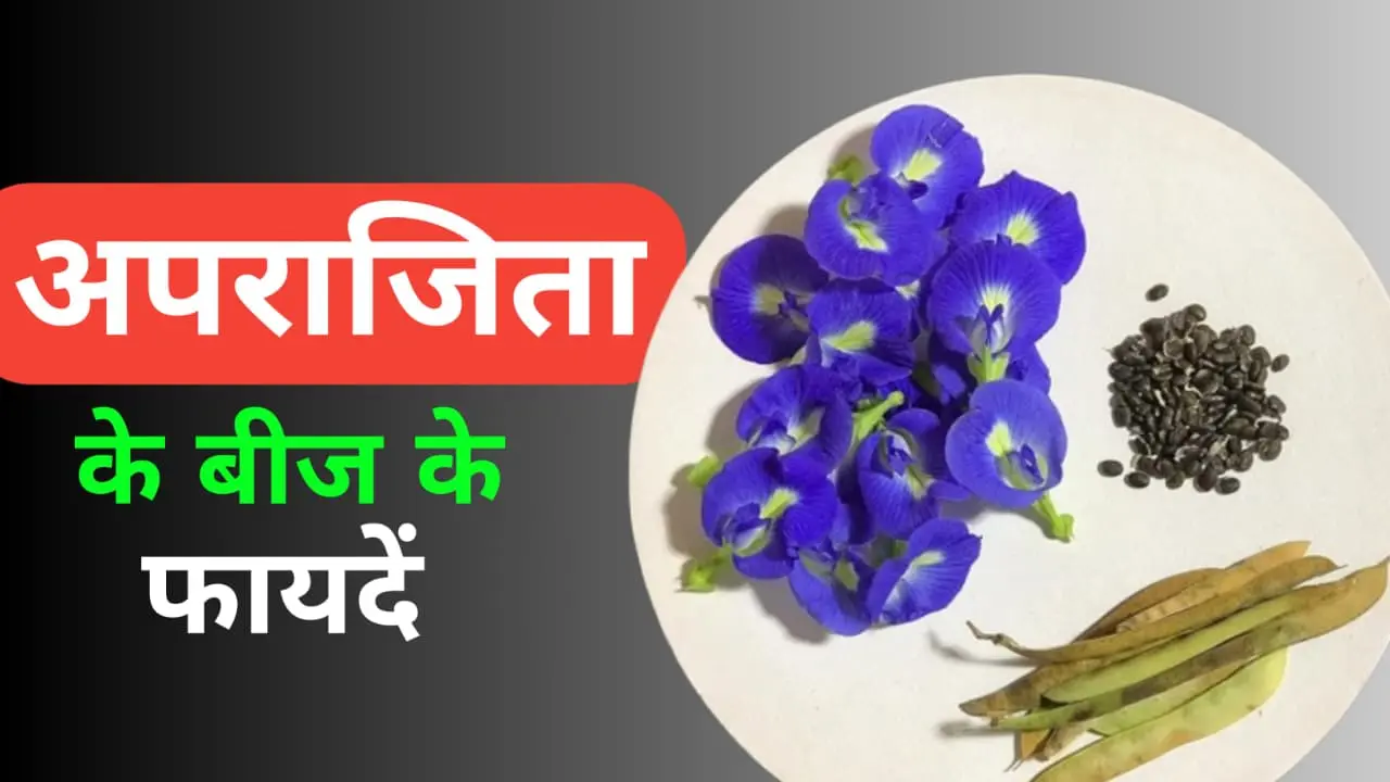 Aparajita seeds benefits