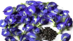 Aparajita seeds benefits