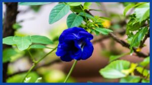 Aparajita ki chaal ke fayde