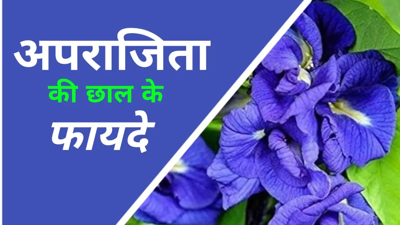 Aparajita ki chaal ke fayde