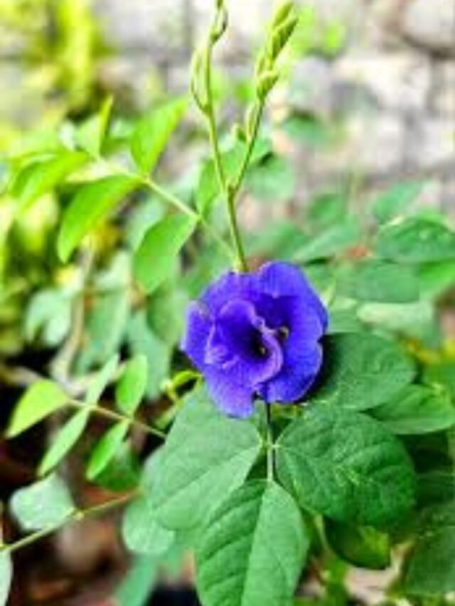 Aparajita flower benefits: अपराजिता के फूलों से बनाएं खूबसूरत और चमकदार स्किन