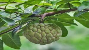 Custard Apple Leaves Benefits
