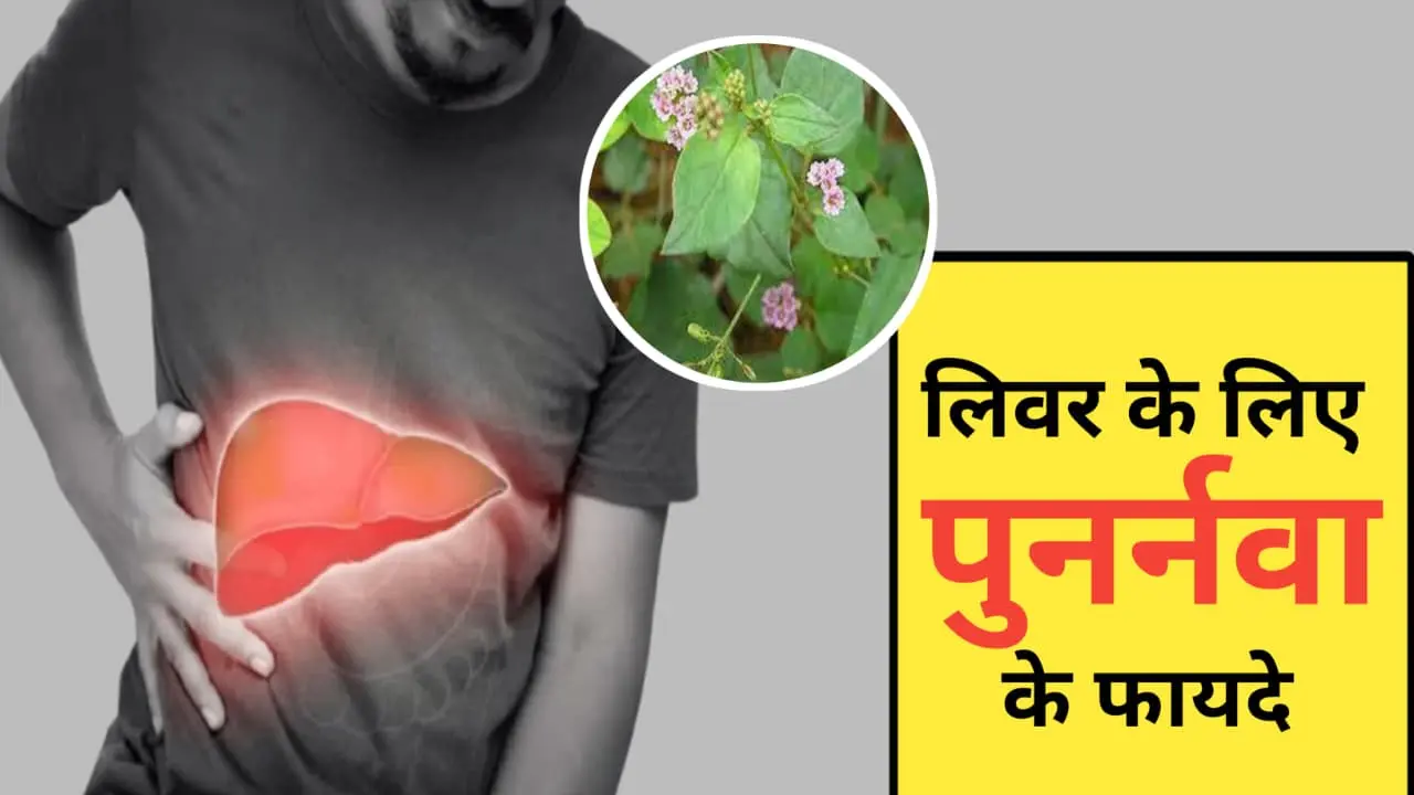 Benefits Of Punarnava