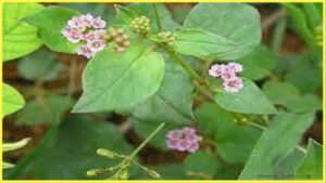 Benefits Of Punarnava