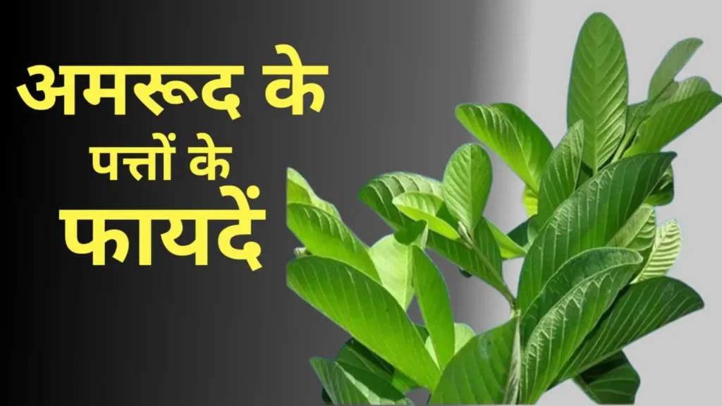 Amrud ke patte ke fayde