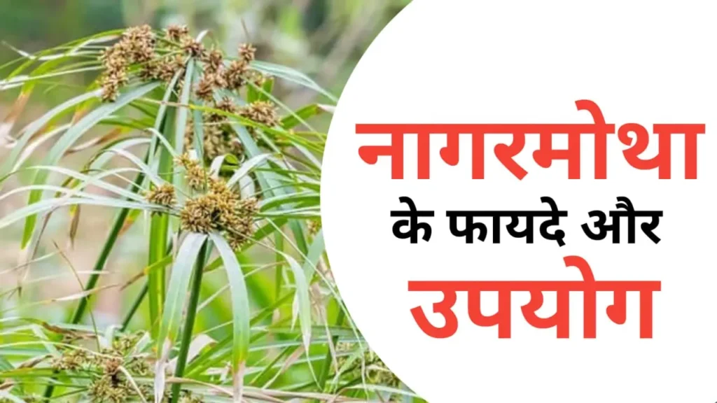 Nagarmotha ke fayde