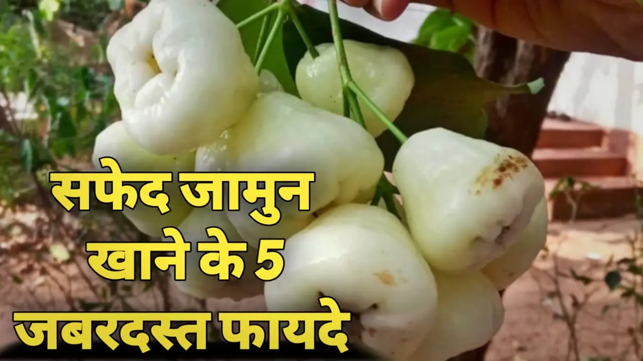 White Jamun Benefits