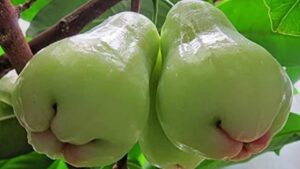 White Jamun Benefits 